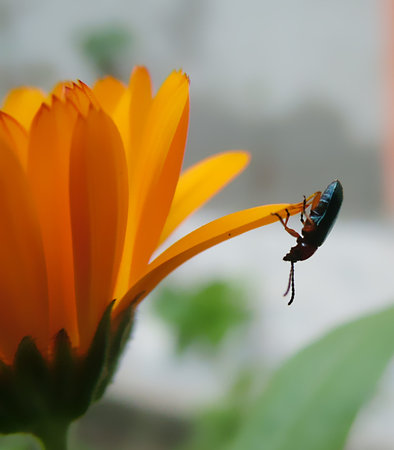 Bug Flowerの写真素材