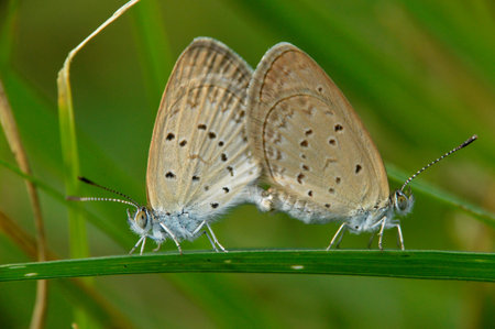 two butterfliesの写真素材