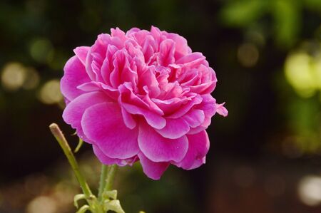 the pink roseの写真素材