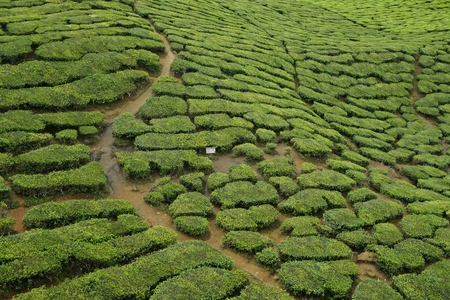 the tea plantation at Cameron Highlands, Malaysiaの写真素材