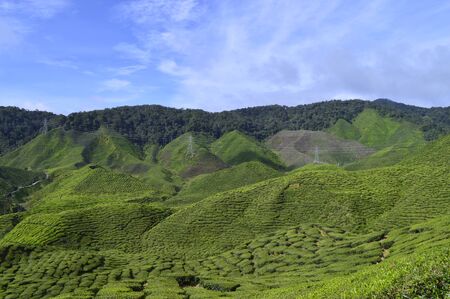 the view of tea plantation at Cameron Highlands, Malaysiaの写真素材