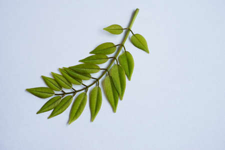 green leaf on the white backgroundの写真素材