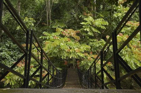 a bridge to the forestの写真素材