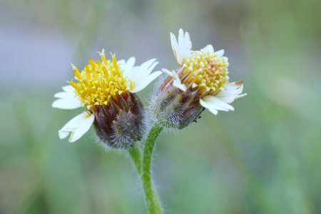 double wild flowers
