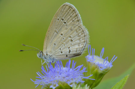 the beautiful butterfly on the wild flowerの写真素材