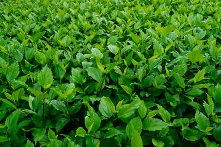 Landscape of fresh green leavesの写真素材