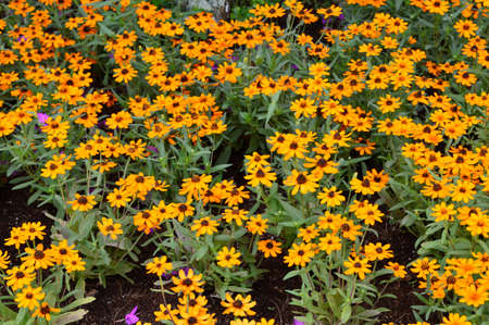 the little yellow flowerの写真素材