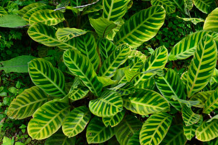 Landscape of fresh green leavesの写真素材
