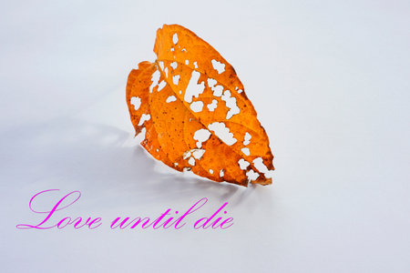a leaf with word Love until dieの写真素材