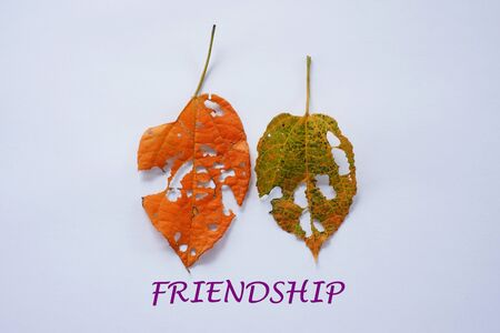 two leafs with word FRIENDSHIPの写真素材