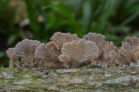 the mushroom are raise up after rainの写真素材