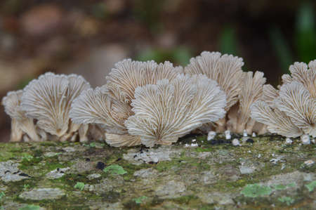 the mushroom are raise up after rainの写真素材