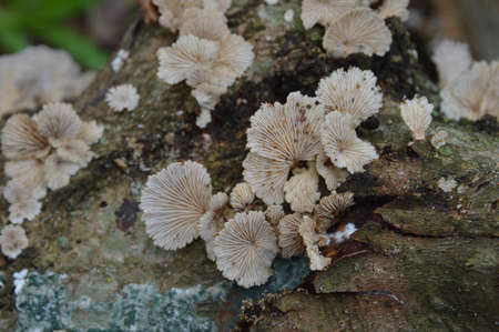 the mushroom are raise up after rainの写真素材