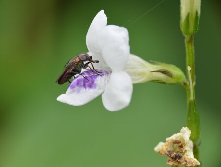 Insect on the wild flowerの写真素材
