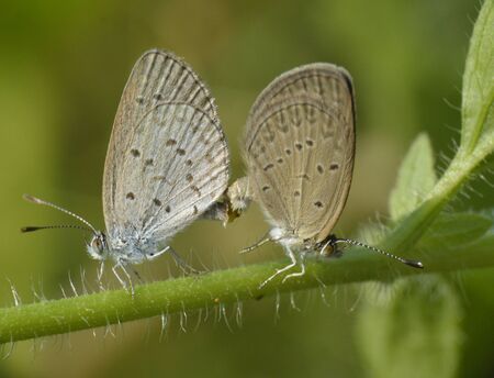 the double moths making loveの写真素材