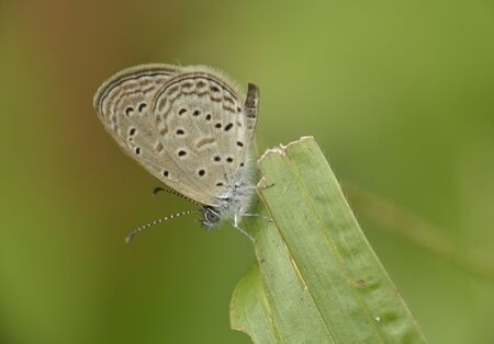 the moth on the leafの写真素材