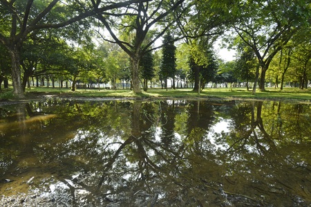 the tree refectionsの写真素材