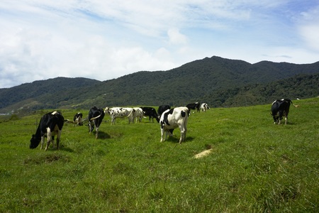 the cows group at grassfield at Kundasang, Sabah, Malaysiaの写真素材