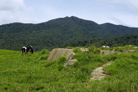 the group of cows at grassfield at Kundasang, Sabah, Malaysiaの写真素材