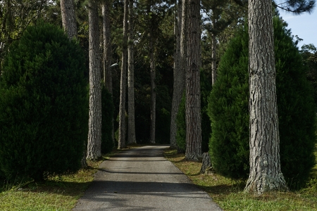 the pine trees along the streetの写真素材