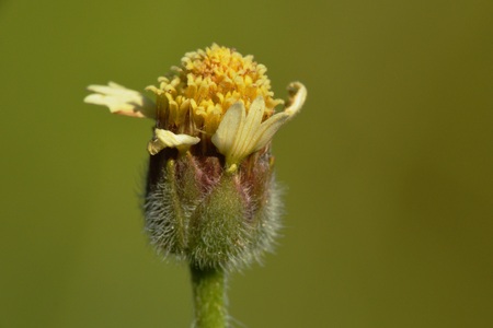 a dandelion flowerの写真素材