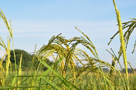a close up of paddy plantsの写真素材