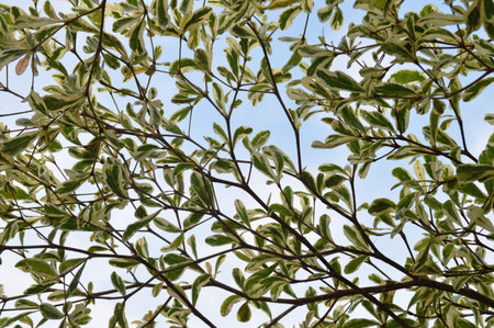 the leaves backgroundの写真素材