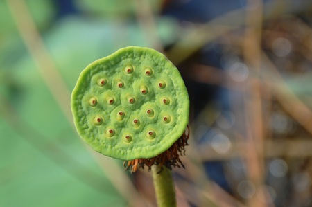 a lotus flower budの写真素材