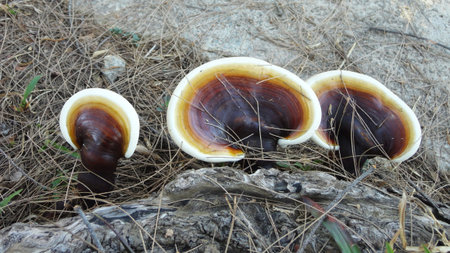 a group of mushrooms