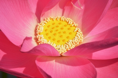 a close up of lotus flowerの写真素材