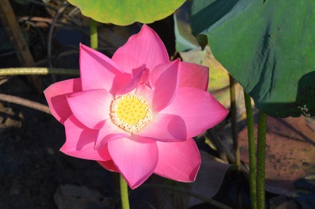 a pink lotus flowerの写真素材
