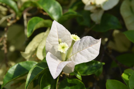 white bougainvillea flower