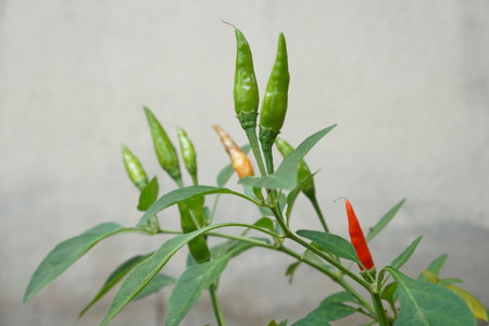 small chillis with the leavesの写真素材