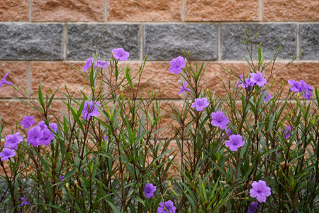 flowers against the wallの写真素材
