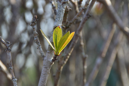 close up of young tree branches