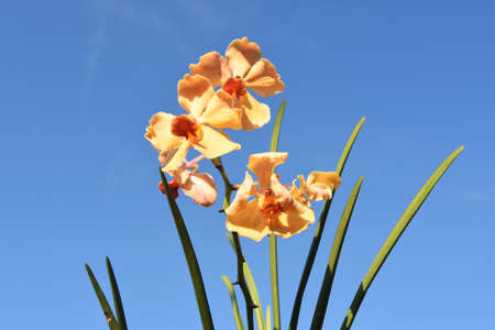 orchid flowers against blue skyの写真素材