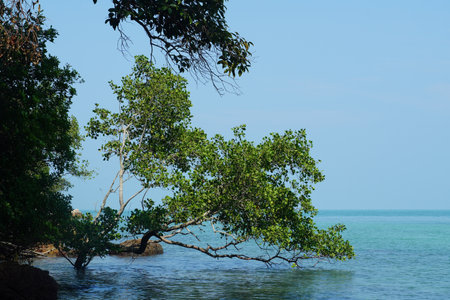 Mangrove tree in the sea with blue sky background.の写真素材