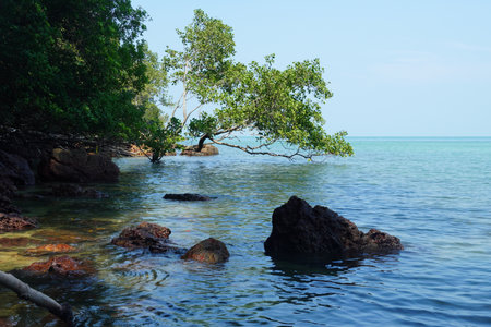 Tropical beach with mangrove trees and rocks in Thailandの写真素材