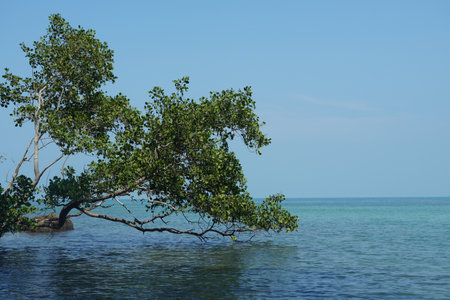 Mangrove tree in the sea with blue sky background.の写真素材