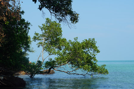 Mangrove tree in the sea at Koh Samui, Thailandの写真素材
