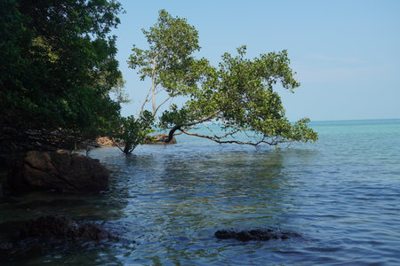 Mangrove tree in the sea on Koh Samui, Thailandの写真素材