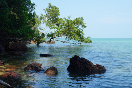 Tropical beach with mangrove trees and rocks in Thailandの写真素材