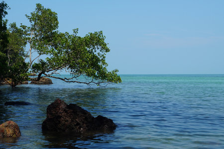 Mangrove tree on a rock in the middle of the seaの写真素材