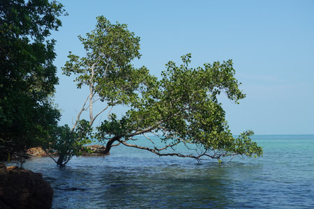 Mangrove tree in the sea at Koh Chang, Thailandの写真素材