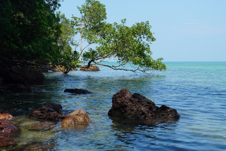 Mangrove tree on the rock in the sea, Thailandの写真素材