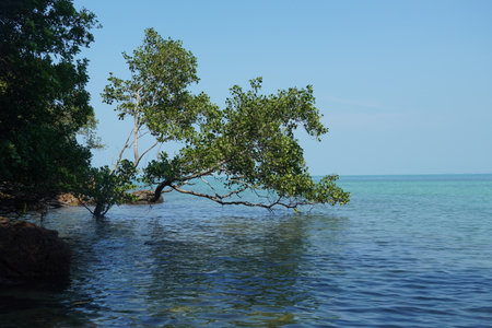 Mangrove tree in the sea on the background of blue skyの写真素材