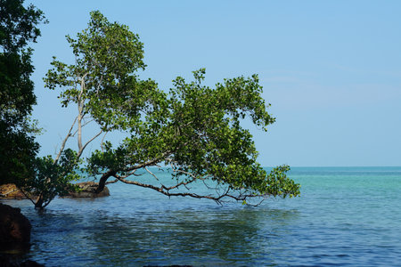 Mangrove trees in the sea with blue sky background.の写真素材