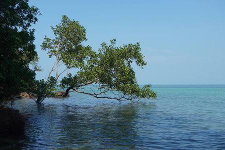 Mangrove tree in the sea with blue sky background.の写真素材