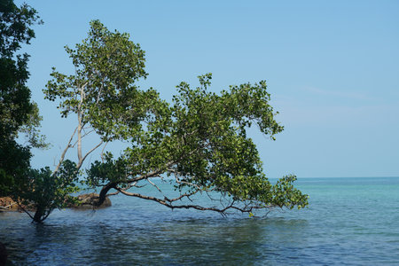 Mangrove tree in the sea on a sunny day.の写真素材