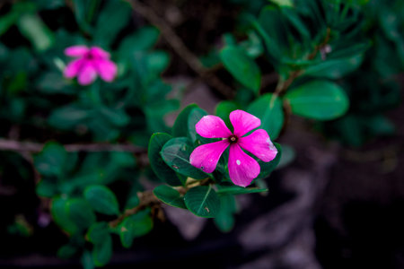 Pink five petals flower periwinkle